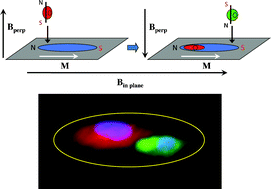 Graphical abstract: Heterotypic cell pair co-culturing on patterned microarrays