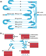 Graphical abstract: Separation of cancer cells from a red blood cell suspension using inertial force