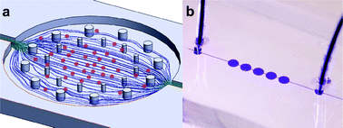 Graphical abstract: Cytotoxicity analysis of water disinfection byproducts with a micro-pillar microfluidic device