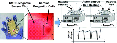 Graphical abstract: A magnetic cell-based sensor