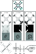 Graphical abstract: A microfluidic device that forms and redirects pheromone gradients to study chemotropism in yeast
