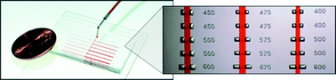 Graphical abstract: Systematic characterization of feature dimensions and closing pressures for microfluidic valves produced via photoresist reflow