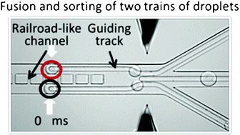 Graphical abstract: Fusion and sorting of two parallel trains of droplets using a railroad-like channel network and guiding tracks