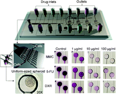 Graphical abstract: On-chip anticancer drug test of regular tumor spheroids formed in microwells by a distributive microchannel network