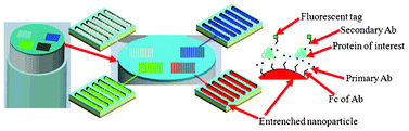 Graphical abstract: Highly sensitive microscale in vivo sensor enabled by electrophoretic assembly of nanoparticles for multiple biomarker detection