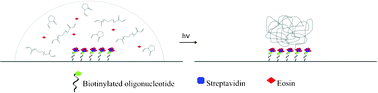 Graphical abstract: Polymerization-based signal amplification under ambient conditions with thirty-five second reaction times