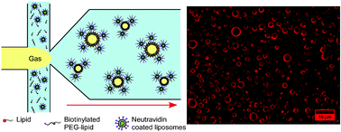 Graphical abstract: Expanding 3D geometry for enhanced on-chip microbubble production and single step formation of liposome modified microbubbles