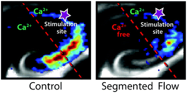 Graphical abstract: Optical stimulation and imaging of functional brain circuitry in a segmented laminar flow chamber