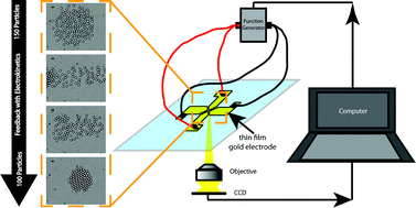 Graphical abstract: Multiple electrokinetic actuators for feedback control of colloidal crystal size