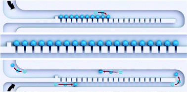 Graphical abstract: Hydrodynamic resettability for a microfluidic particulate-based arraying system