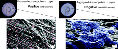 Graphical abstract: Gold on paper–paper platform for Au-nanoprobe TB detection