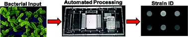 Graphical abstract: Modular microfluidic system fabricated in thermoplastics for the strain-specific detection of bacterial pathogens