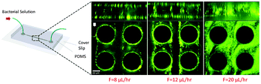 Graphical abstract: A web of streamers: biofilm formation in a porous microfluidic device