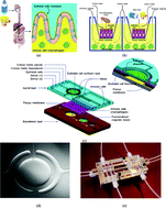 Graphical abstract: NutriChip: nutrition analysis meets microfluidics