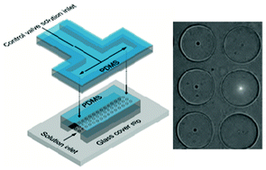 Graphical abstract: Single-molecule mobility in confined and crowded femtolitre chambers