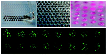 Graphical abstract: DropletMicroarray: facile formation of arrays of microdroplets and hydrogel micropads for cell screening applications