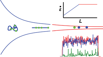 Graphical abstract: High-throughput genome scanning in constant tension fluidic funnels