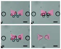 Graphical abstract: Microfluidic cell trap array for controlled positioning of single cells on adhesive micropatterns