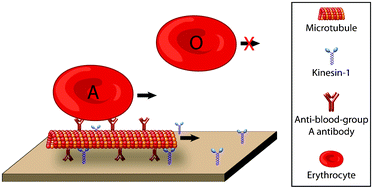 Graphical abstract: Sample solution constraints on motor-driven diagnostic nanodevices