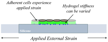 Graphical abstract: Formation of composite polyacrylamide and silicone substrates for independent control of stiffness and strain