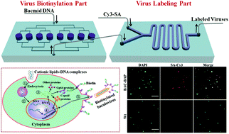 Graphical abstract: Site-specific labeling of baculovirus in an integrated microfluidic device