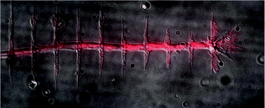 Graphical abstract: Adhesive micro-line periodicity determines guidance of axonal outgrowth