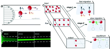 Graphical abstract: Fundamentals of inertial focusing in microchannels