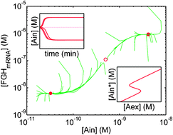 Graphical abstract: Mathematical modeling of the low and high affinity arabinose transport systems in Escherichia coli