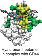 Graphical abstract: Interactions between CD44 protein and hyaluronan: insights from the computational study