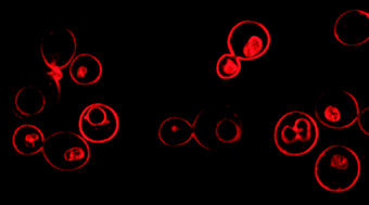 Graphical abstract: Molecular basis for fungicidal action of neothyonidioside, a triterpene glycoside from the sea cucumber, Australostichopus mollis