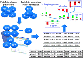 Graphical abstract: Short- and long-term dynamic responses of the metabolic network and gene expression in yeast to a transient change in the nutrient environment