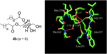 Graphical abstract: Development of diacyltetrol lipids as activators for the C1 domain of protein kinase C