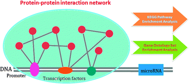 Graphical abstract: An upstream interacting context based framework for the computational inference of microRNA functions