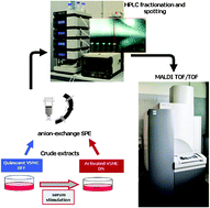 Graphical abstract: Proteomics changes in adhesion molecules: a driving force for vascular smooth muscle cell phenotypic switch