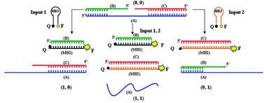 Graphical abstract: An OR logic gate based on two molecular beacons