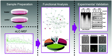 Graphical abstract: Shotgun proteomics and network analysis of neuroblastoma cell lines treated with curcumin