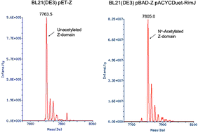 Graphical abstract: RimJ-mediated context-dependent N-terminal acetylation of the recombinant Z-domain protein in Escherichia coli