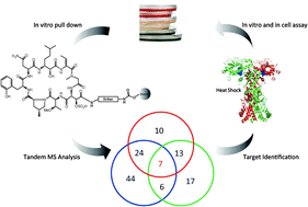 Graphical abstract: Heat shock proteins as key biological targets of the marine natural cyclopeptide perthamide C