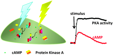 Graphical abstract: Parallel tracking of cAMP and PKA signaling dynamics in living cells with FRET-based fluorescent biosensors