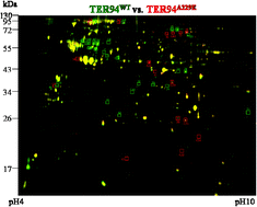 Graphical abstract: Proteomic analysis of a drosophila IBMPFD model reveals potential pathogenic mechanisms