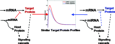 Graphical abstract: A simple method for incorporating dynamic effects of intronic miRNA mediated regulation