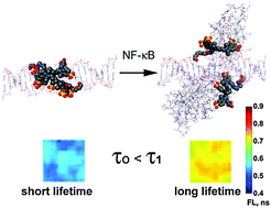 Graphical abstract: Sensing of transcription factor binding via cyanine dye pair fluorescence lifetime changes