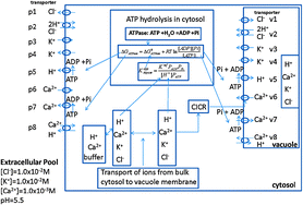 Graphical abstract: Modelling and experimental analysis of the role of interacting cytosolic and vacuolar pools in shaping low temperature calcium signatures in plant cells