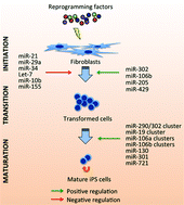 Graphical abstract: Learning the molecular mechanisms of the reprogramming factors: let's start from microRNAs