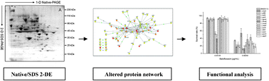 Graphical abstract: Alterations of protein complexes and pathways in genetic information flow and response to stimulus contribute to Escherichia coli resistance to balofloxacin