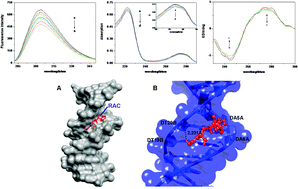 Graphical abstract: Multi-spectroscopic methods combined with molecular modeling dissect the interaction mechanisms of ractopamine and calf thymus DNA