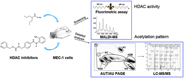 Graphical abstract: A combined approach for the study of histone deacetylase inhibitors