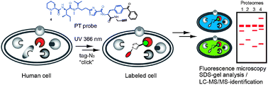 Graphical abstract: Pretubulysin derived probes as novel tools for monitoring the microtubule network via activity-based protein profiling and fluorescence microscopy