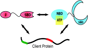 Graphical abstract: Molecular chaperones DnaK and DnaJ share predicted binding sites on most proteins in the E. coli proteome