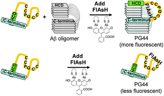 Graphical abstract: A peptide probe for detection of various beta-amyloid oligomers